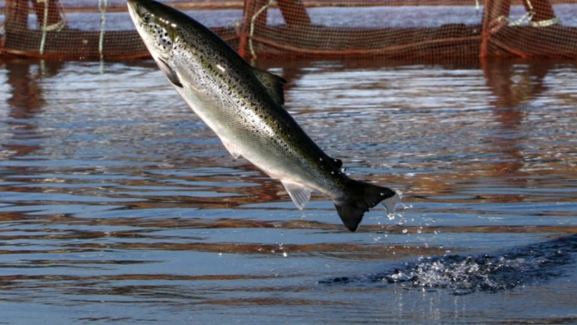 La acuicultura puede ayudar a producir más mariscos estadounidenses